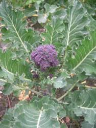 Photo of our purple sprouting brocolli grown by us and ready to harvest