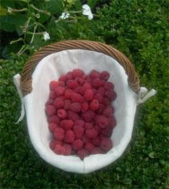Photo of juicy freshly-picked raspberries in a pretty wicker backet with a white linen lining