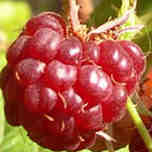 raspberry_ripe_juicy_close_up_photo