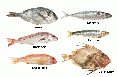 This photograph shows 6 fish. Haddock, bream, red mullet, mackerel, sardine, John Dory.