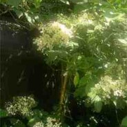 Fiona’s traditional elderflower cordial recipe