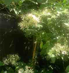Phhoto of Elderflower blossoms for best cordial picked in bright sunshine