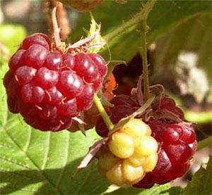 Photo of autumn rasberry fruiting - perfect for liqueurs