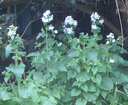 Honesty - white Lunaria odorata