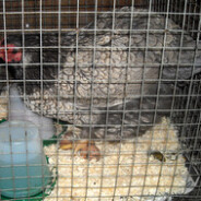 Welcome Agatha: The Chicken Lady sends an expert broody hen to replace recalcitrant Hope