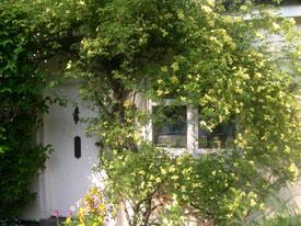 rosa banksiae lutea in full yellow bloom over our cottage doorway