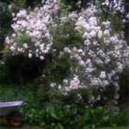 Old roses: Rosa Rambling Rector.  (1910, unknown breeder(s))