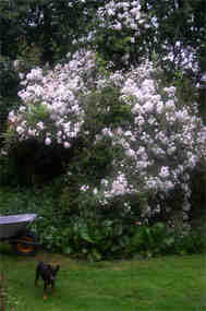 Rambling rector rose in our garden