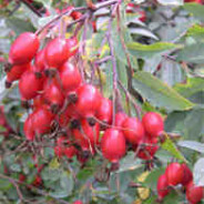 Rosehip and Apple Jelly Recipe