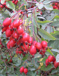 Rosehips in our garden