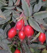 Katey’s Rosehip Syrup recipe