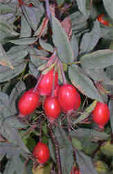 rose hips in our garden in august