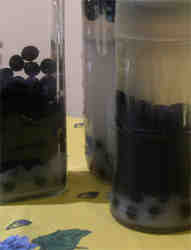 sloe_vodka_maturing_in_bottles Sloe vodka slowly maturing in glass bottles