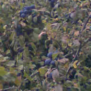Free sloe gin in return for foraging rights