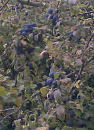 sloes growing in the wild on a blackthorn tree