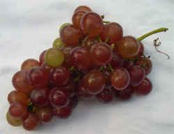 grapes for our sour grape jelly