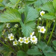 How to grow the best organic perpetual/everbearing strawberries