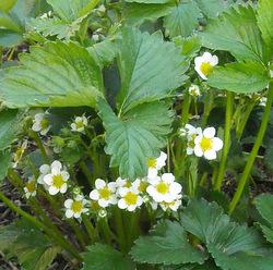strawberry plant in the second year
