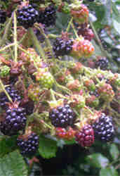 blackberries growing on the bush