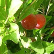 Wild Plum or Damson Jelly recipe