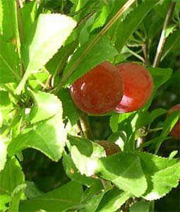 wild red plums growing on plum tree