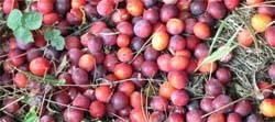 Photo of a windfall of wild plums under the tree