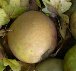 an apple on the ground beneath our apple tree