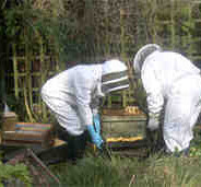 Shaking the bees into the hive