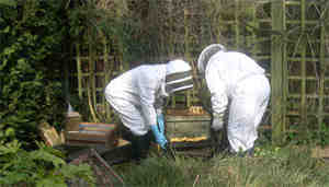 shaking bees into the new beehive