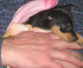 Photo: Inca just 7 weeks old