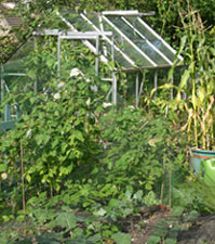 Photo: Kitchen garden