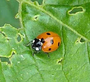 ladybird