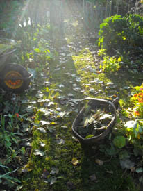Photo: Late afternoon in the old kitchen garden