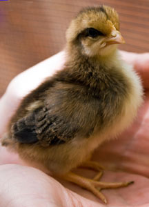 Caroline's photo: brown leghorn chick - 5 days old