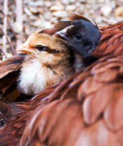 Caroline's photo: one week old leghorn chicks 