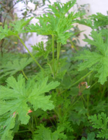 Photo: Lemon scented geranium