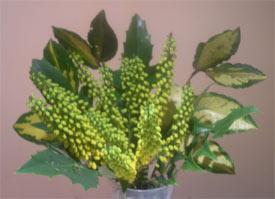 Photo: Mahonia flower arrangement