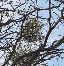 Photo: Mistletoe in a hawthorn tree