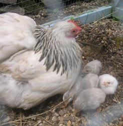 Photo:  Mrs Boss and 3 day old keets