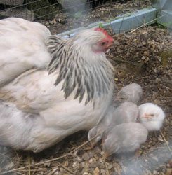 mrs-boss-3-day-old-keets Photo: Mrs Boss and 3 day old keets