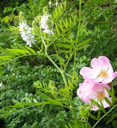 Photo: Mystery plant