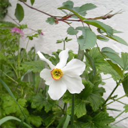 Photo: Narcissus Pheasant's eye or Poet's Narcissus