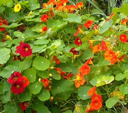 Photo: Nasturtiums