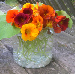 Photo: Nasturtiums