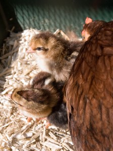 Photo: new leghorn chicks - 1 day old