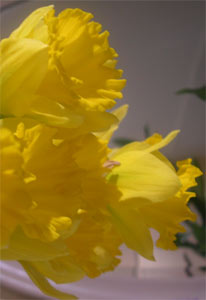 Photo: Old fashioned daffodils