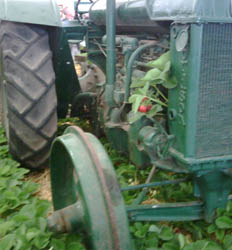 Photo: Old tactor and strawberries