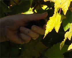 Photo: Picking blackberries