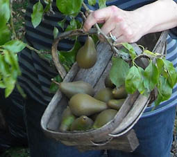 Photo: Picking pears
