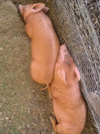 Photo: Sleeping piglets